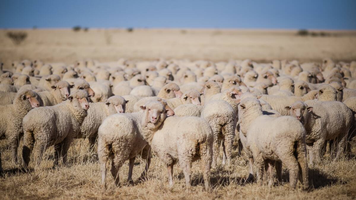 An independent review says that potential candidates are being deterred from nominating for the Australian Wool Innovation board because of perceptions about board culture. 