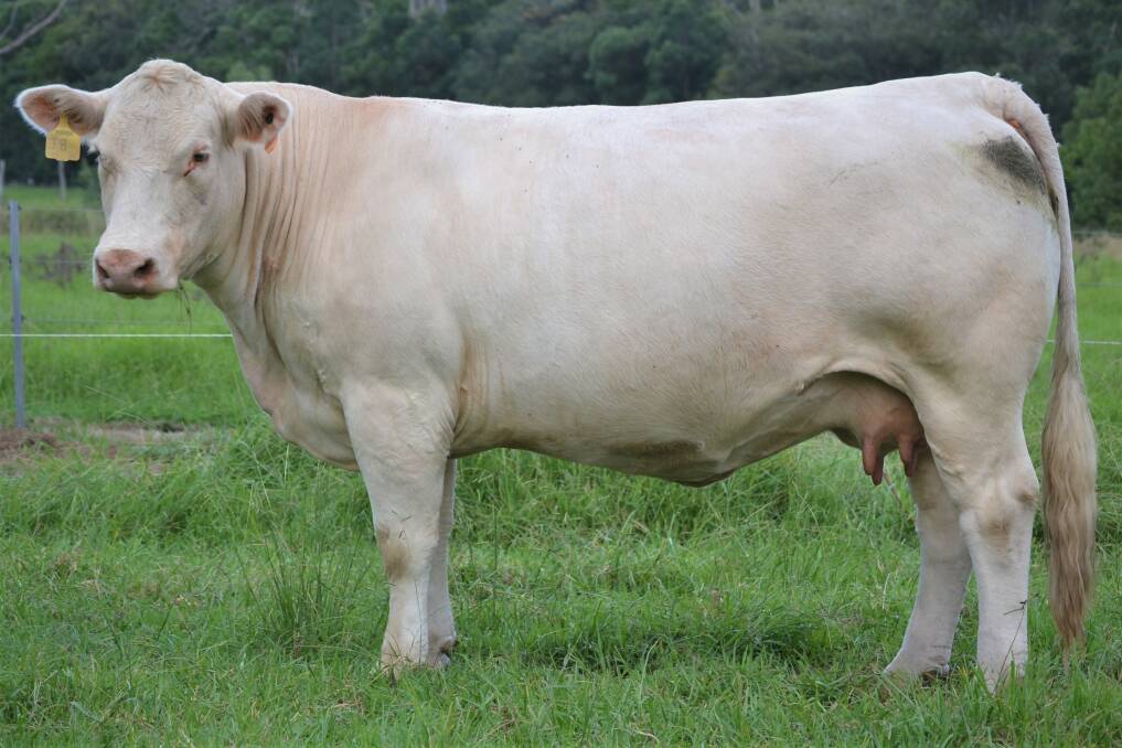 TOP PRICE: Glenlea Charol 72nd (P), with calf at foot sold for $12,250 to Grant Taylor, Nowra, NSW in the Glenlea Charolais online female sale. 