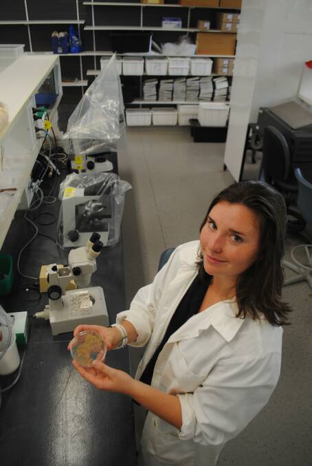 Bachelor of Agricultural Science Honours graduate Melody Thomson displays white ground pearl cysts found at pasture dieback sites. 