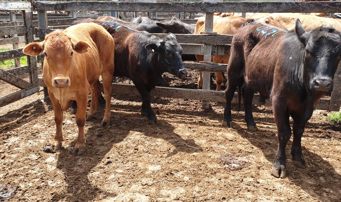 The steers auctioned off at Gympie Saleyards on Monday for RACQ LifeFlight. 