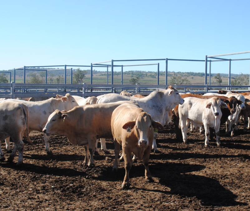 Cattle at Waterfall Feedlot, Tansey as part of last year's Charbray feedlot trial. 