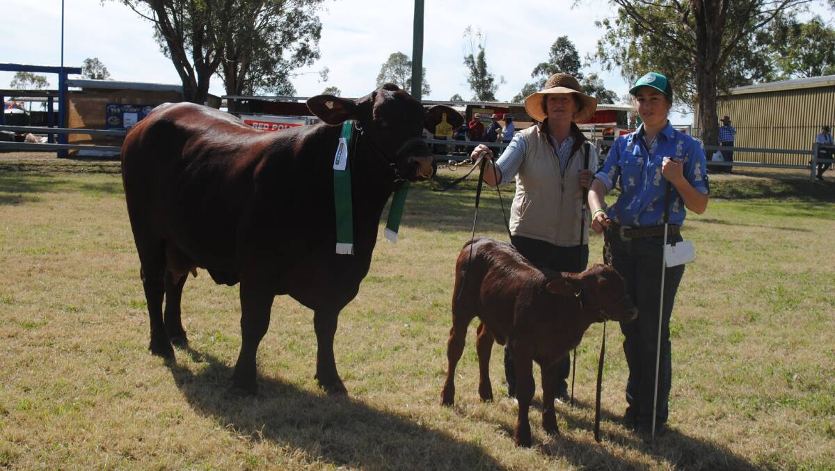 Farmfest Fantastic Females runner-up Rosehill Matilda and calf with Rosemaree McCarthy and Georgia Forrest. 