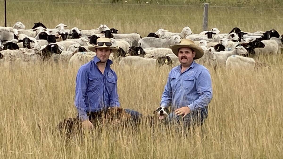 Cody McLellan and Nicholas Christensen are behind Benbullen Downs, a prime lamb business making its mark around Stanthorpe. 