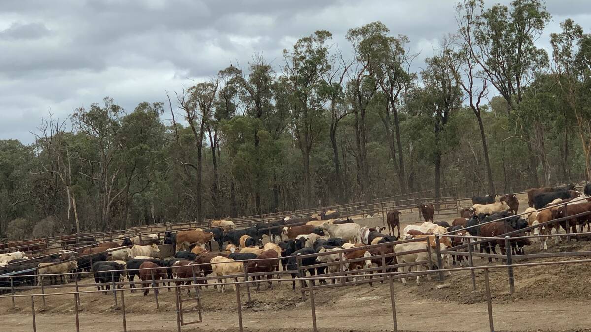 Cattle in the MSA feedlot trials. 