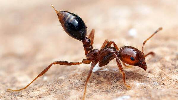 Fire ants are considered a super pest- aggressive, highly-adaptive and well-equipped for survival in Australia. 