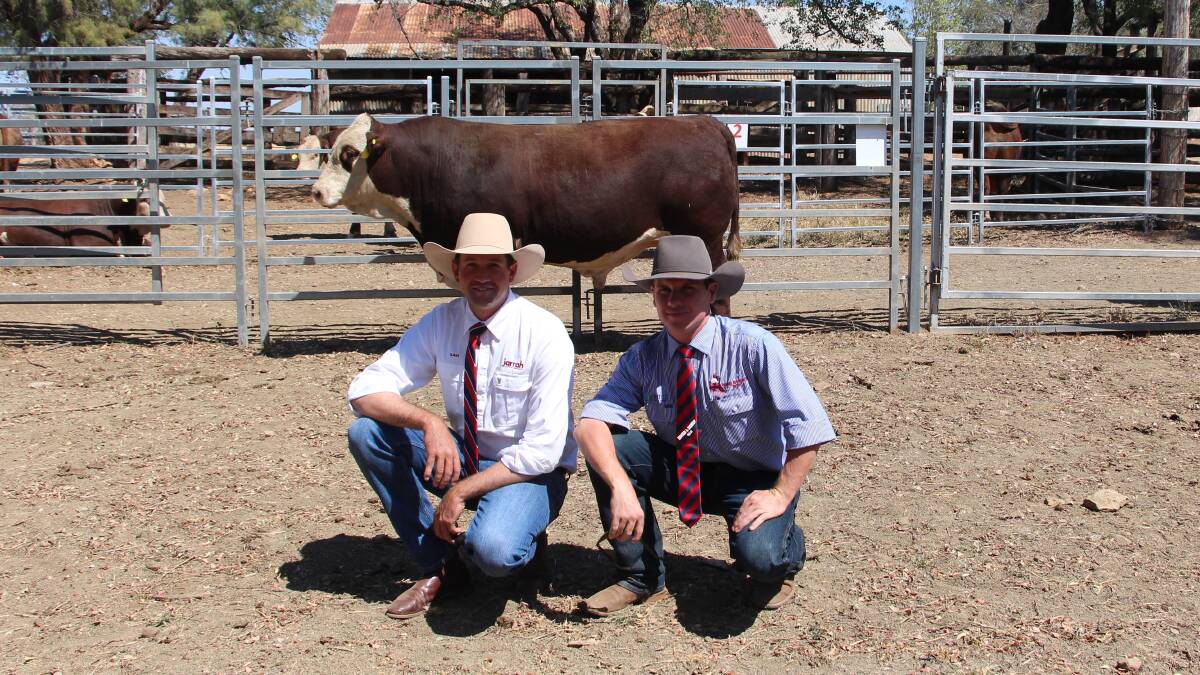 Hereford bull Jarrah Odyssey N089 (H) with Sam Becker, Jarrah Genetics and Matt Bishop, Hourn and Bishop QLD.