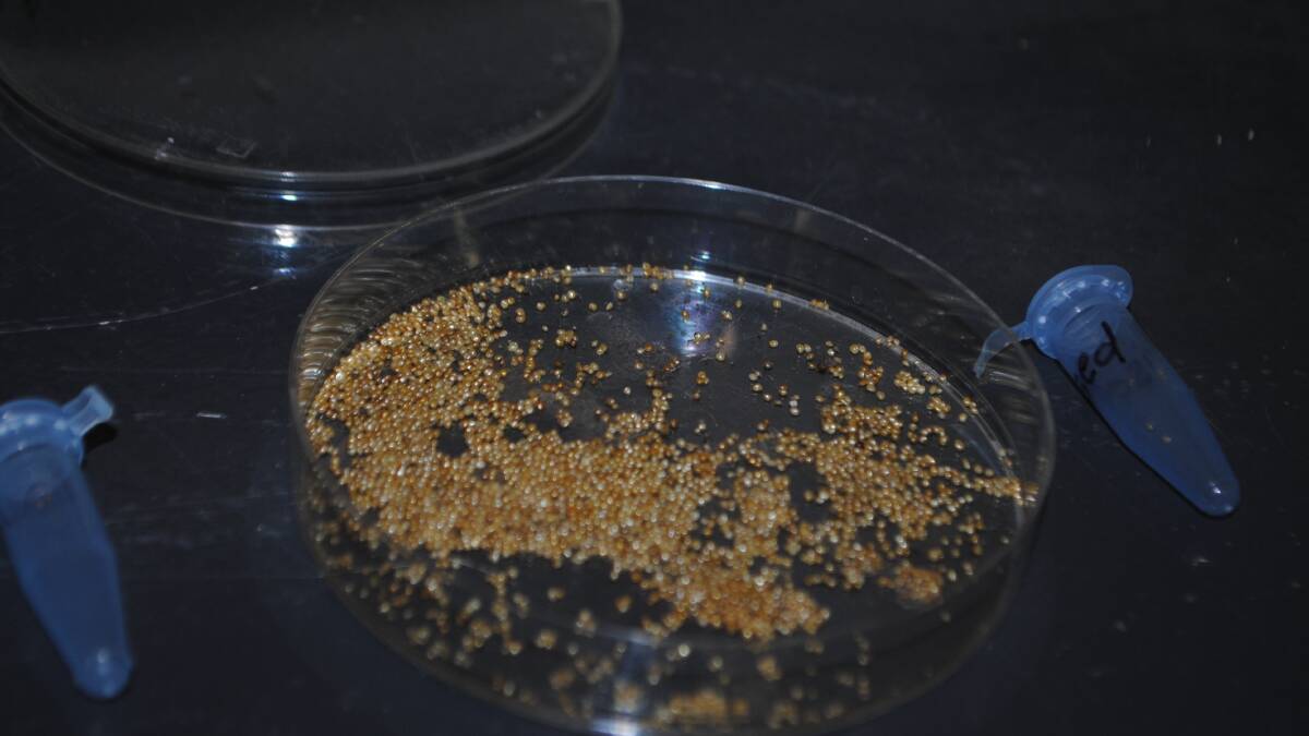 Ground pearl cysts are being studied by University of Queensland researchers delving into the issue of pasture dieback. 
