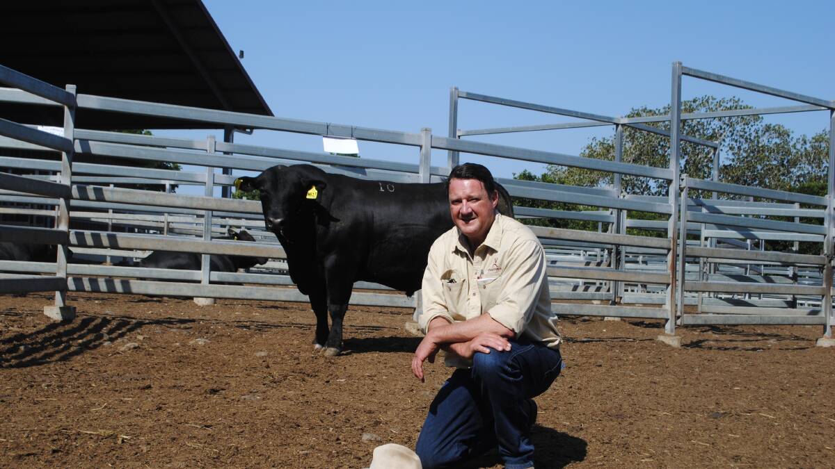 Top-selling bull Nindooinbah N617 with Nindooinbah manager Nick Cameron.