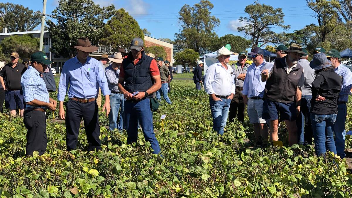 Growers gather at the annual Mungbean Hermitage Field Walk.