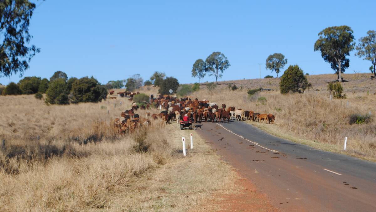 A mob of cattle is moved along the road outside of Proston. 