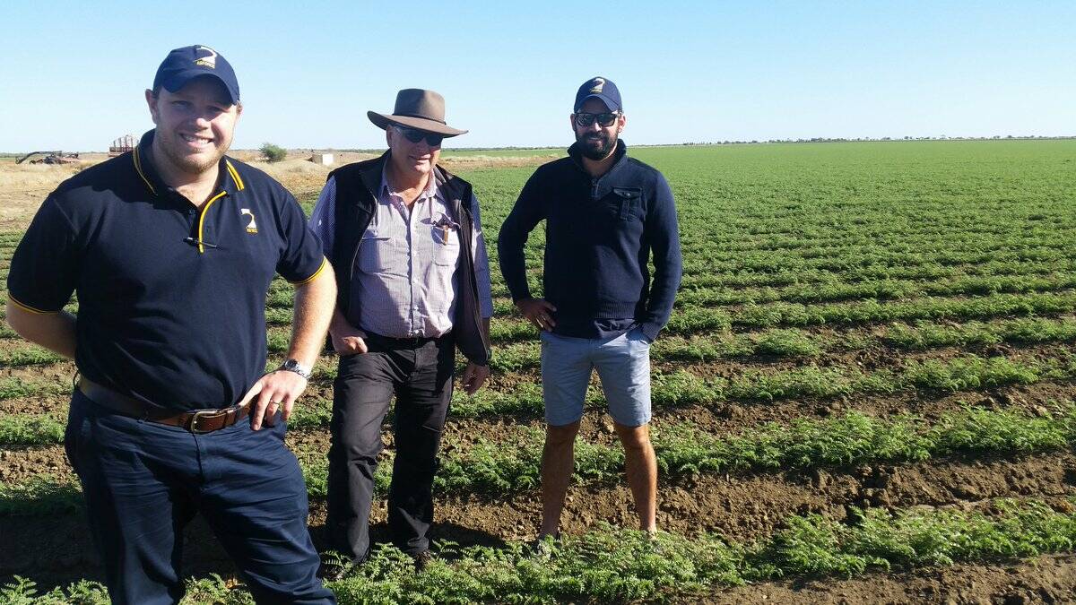 AgForce representatives Zach Whale (Grains Policy Director), Kim Bremner (water spokesman) and Jordan Anderson (Grains Board Director) inspect chick peas under irrigation in the Flinders River catchment.