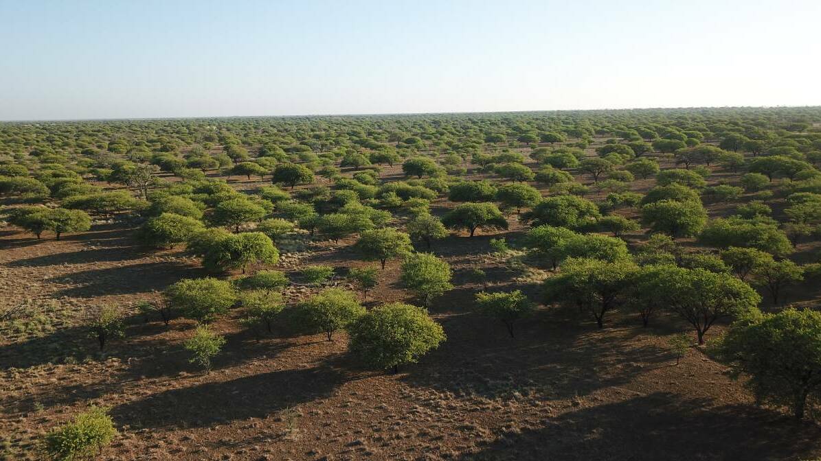 Robbie Katter wants the state to commit to fund more to fix the prickly acacia problem.