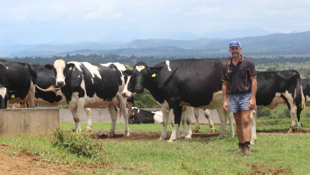 Veresdale Scrub dairy farmer Rodney Teese with his cattle. Photo: Jocelyn Garcia