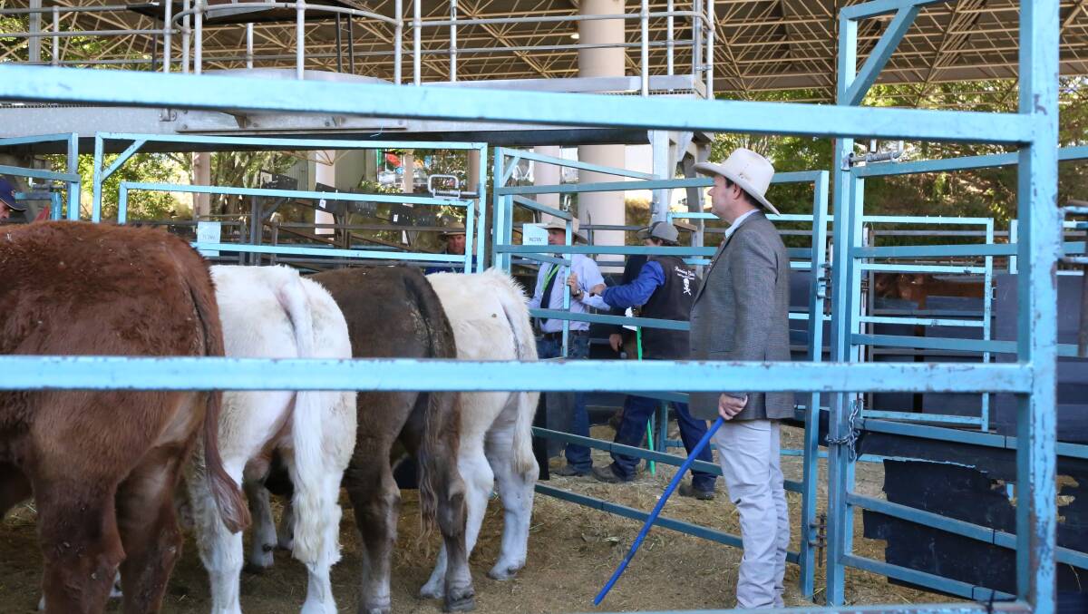 STRONG COMPETITION: John Manchee of Yamburgan took his time judging the cattle with the top quality cattle entered at the show. Photo: Jocelyn Garcia