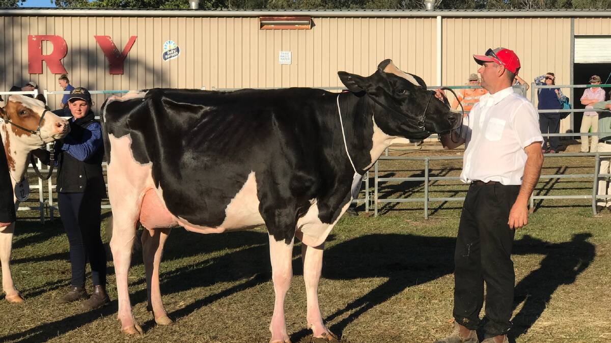 Rodney Teese with his cow Glencrest Sprite 842 which was named the champion cow and best udder at the Gatton and Beaudesert shows and was crowned reserve champion cow at Lismore show this year. Photo: Supplied 