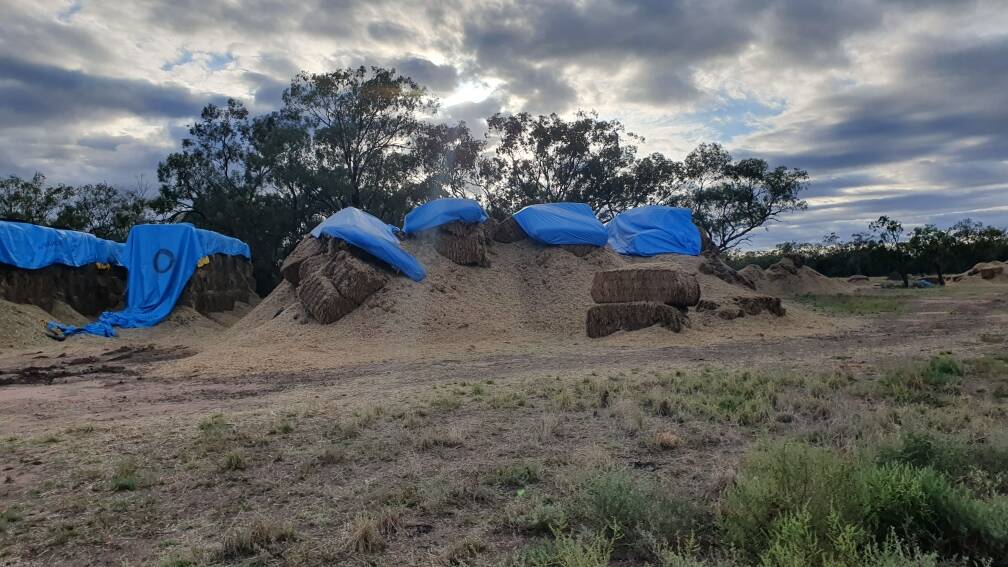 Haystack eaten by mice at Coonamble.