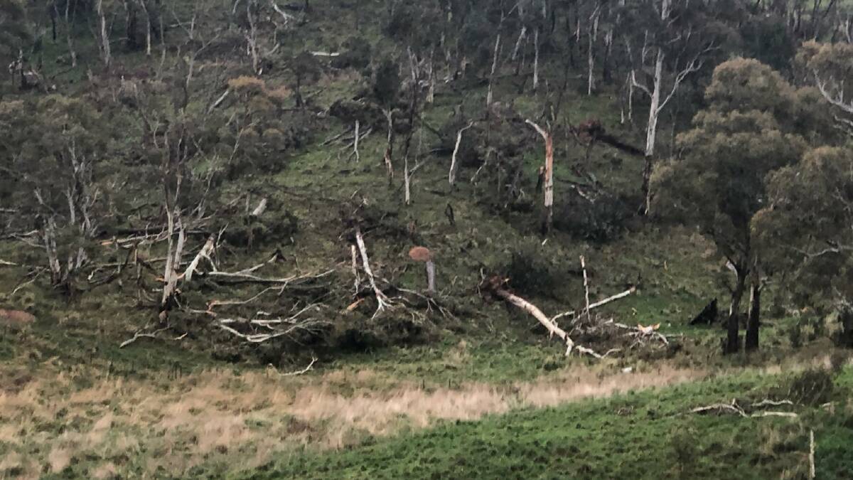 NSW tornado tossed pets 300 metres in air