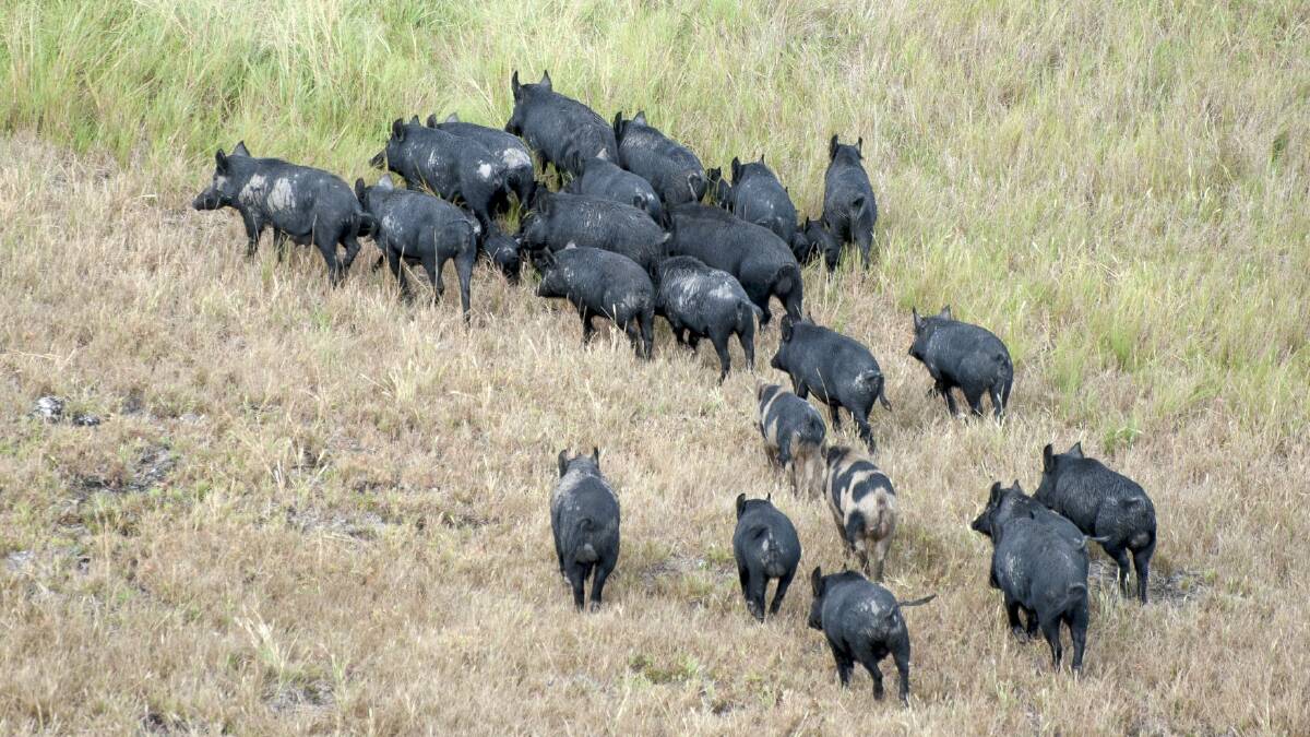 Concerns remain about the potential impact of an outbreak of African Swine Fever on pork producers and the economy. 