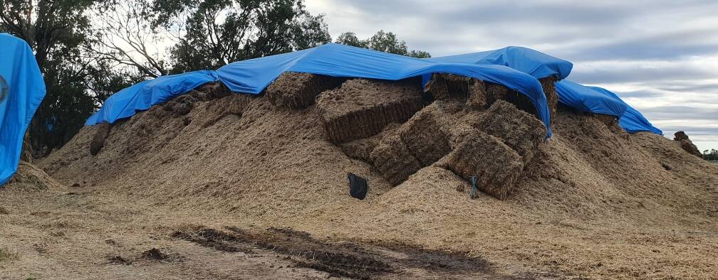 Hundreds of thousands of dollars worth of hay destroyed by mice at Coonamble.