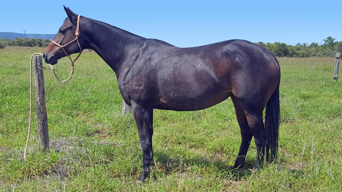 QUALITY: Lot 37 in the Ag-Grow Premier Invitation Horse Sale is this A.S.H. Registered, 4yo mare backed by a double cross of Warrenbri Romeo