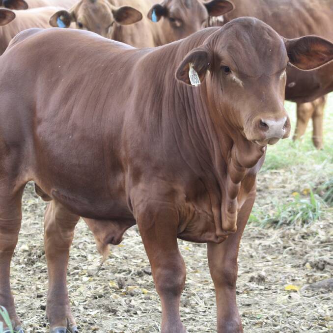SPECTACULAR SENEPOLS: GODN70058 as a calf. He sells as lot 27 in this year's Namoona Trig Senepol sale.