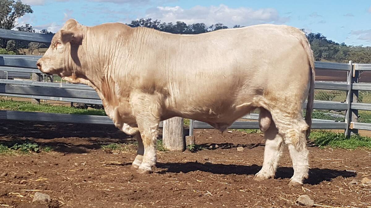 CRACKING CHAROLAIS: This excellent poll Charolais bull, Mountview Notorious, is Lot 70 in the Ag-Grow Premier Multi-Breed Bull Sale at Emerald on Friday June 21.
