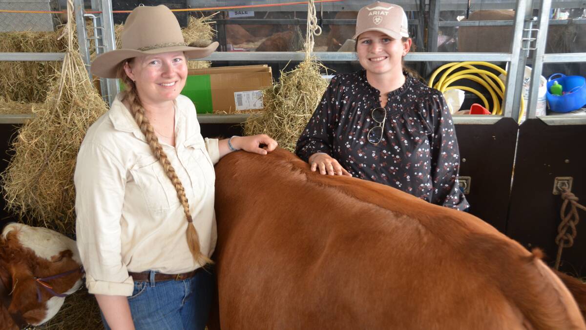 Megan and Melissa Birch, Three Moon Fleckvieh stud, Eidsvold, are exhibiting the less-common breed at Beef Australia in 2024. Picture by Bryce Eishold