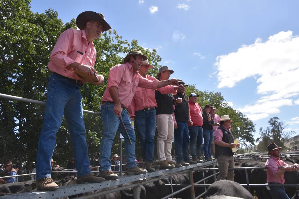 CALF SALES: More than 8000 weaners were sold in the high country this week during the Mountain Calf Sales.