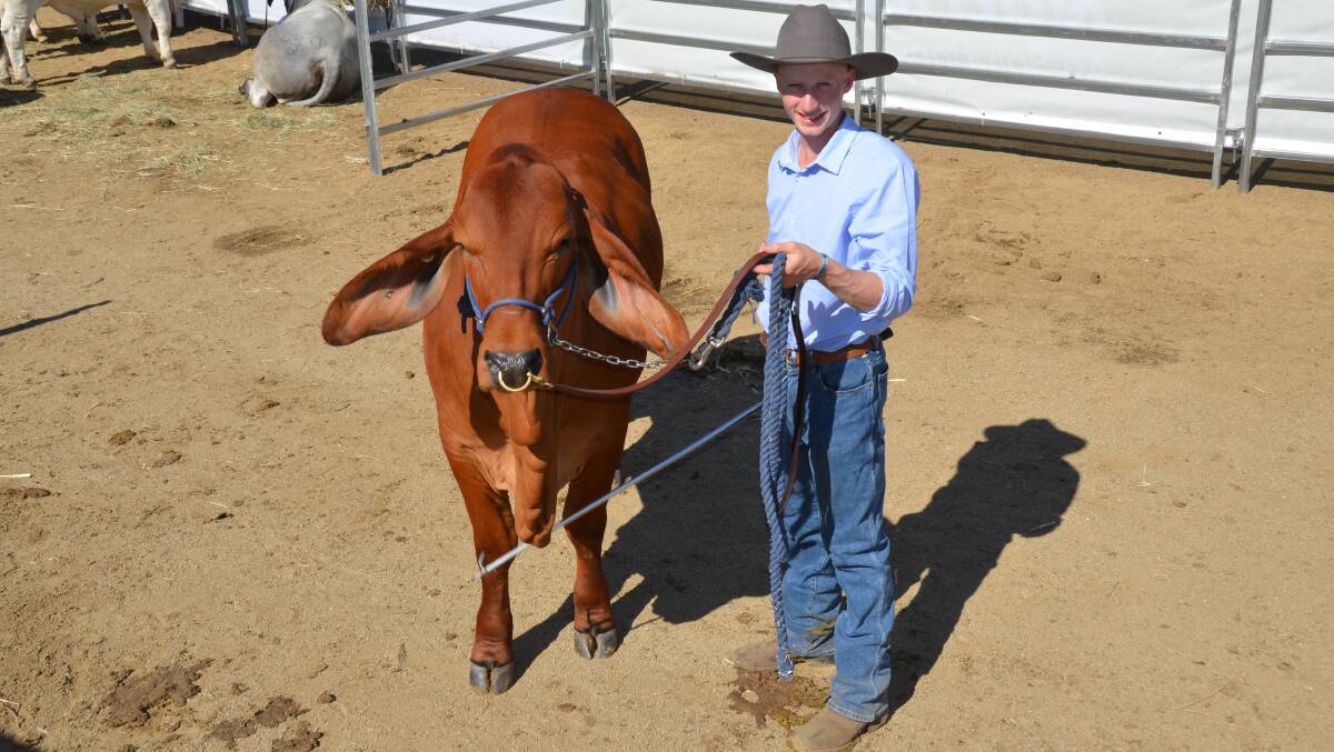 Riley Gibbs exhibited a Brahman bull and two heifers at Beef 2024.