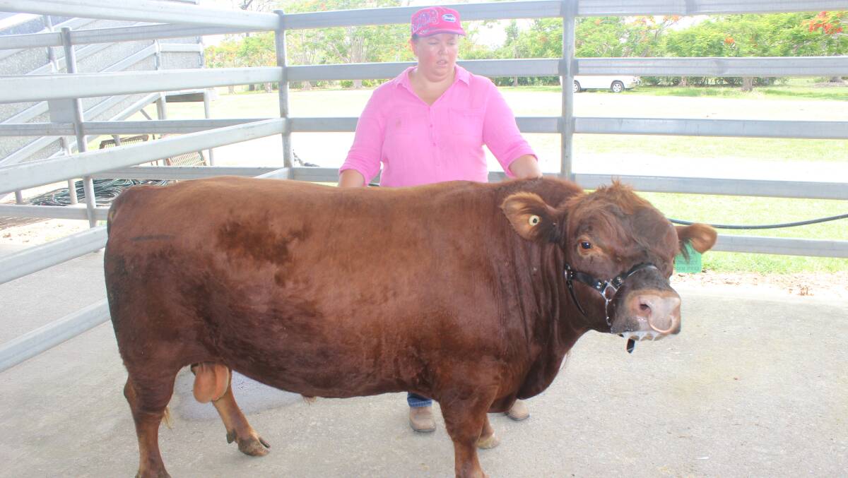 Queensland Country Life was on hand to watch young bull Red Jacket have his semen extracted.