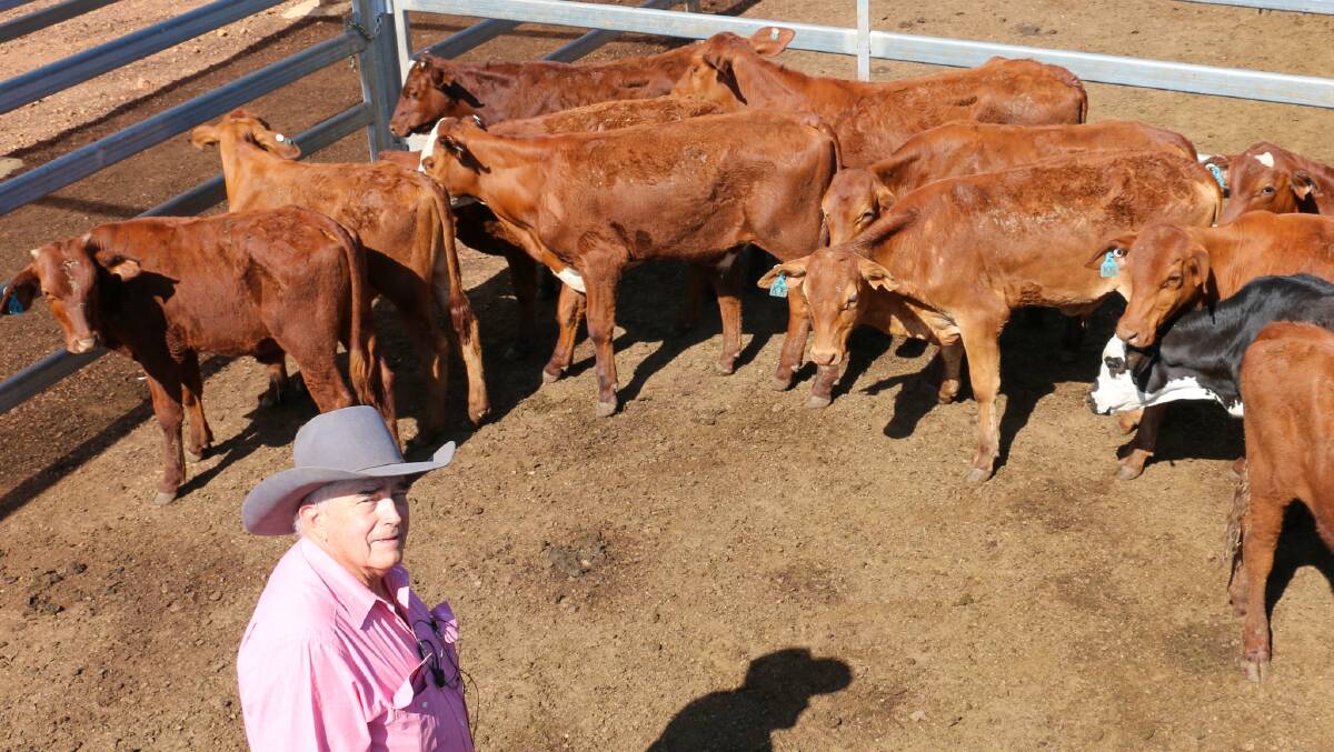 Elders Roma auctioneer Peter Fleming with a pen of KG Savidge's steers. The steers sold to 624c/kg, reaching a top of $915/head.
