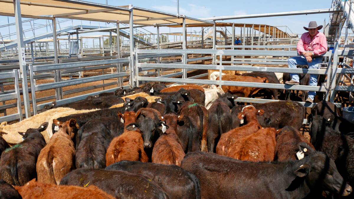 Elders Roma auctioneer Peter Fleming with a pen of Bangor Cattle Co steers. The steers sold to 572c/kg, reaching a top of $1215/head to average $905. The heifers sold to 560c, reaching a top of $1409 to average $983.