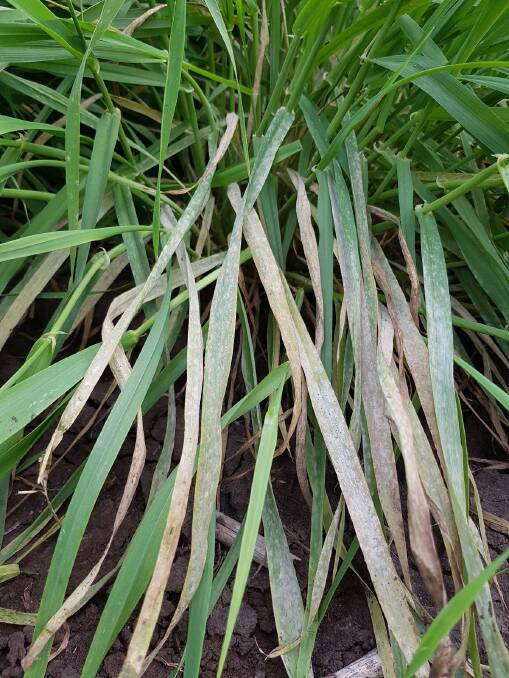 Unexpectedly high levels of powdery mildew were detected in Queensland in 2020. The disease survives between seasons on volunteer barley and barley stubble.