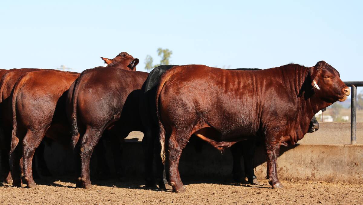 The Bassingthwaighte family, Yarrawonga, Wallumbilla, have won the Elanco Animal Health best weight gain for pen of six grain-fed steers (70 day). 