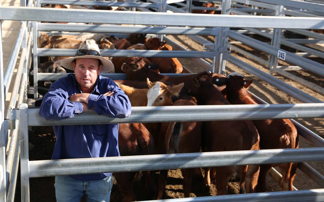 Biggenden saleyard employee and vendor Kevin Preston, Eidsvold, was on hand to see his family's line of 37 Simmental cross weaner heifers to sell for 394c/kg or $1185/head. Picture supplied.