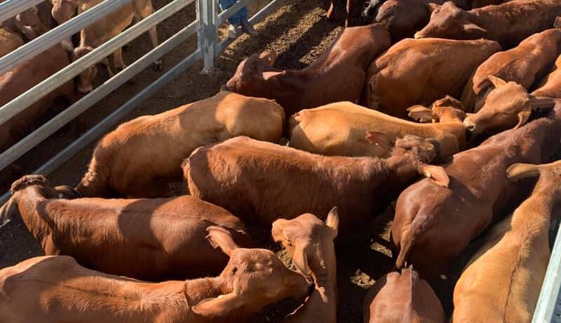 Laidley weaner steers in high demand