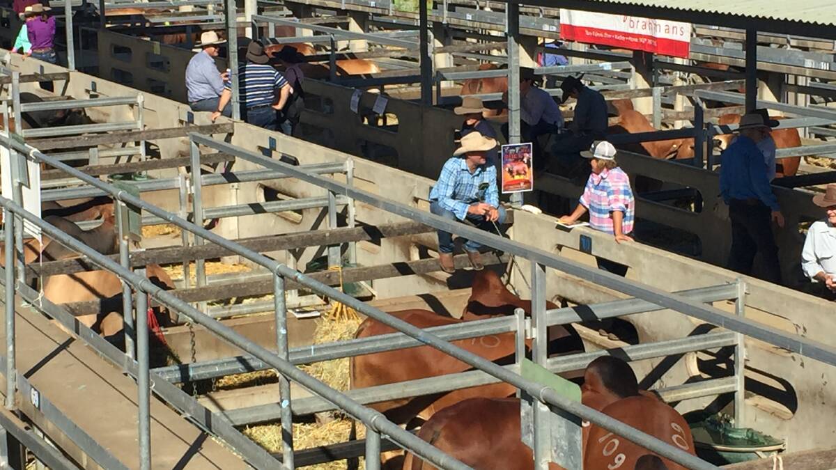 The remaining 248 red Brahmans will go under the hammer at CQLX Gracemere on Wednesday.