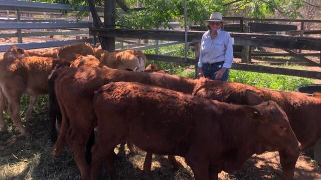 Vicki Webster, Eidsvold, sold crossbred heifers for 464c/kg for 141kg returning $658/head.