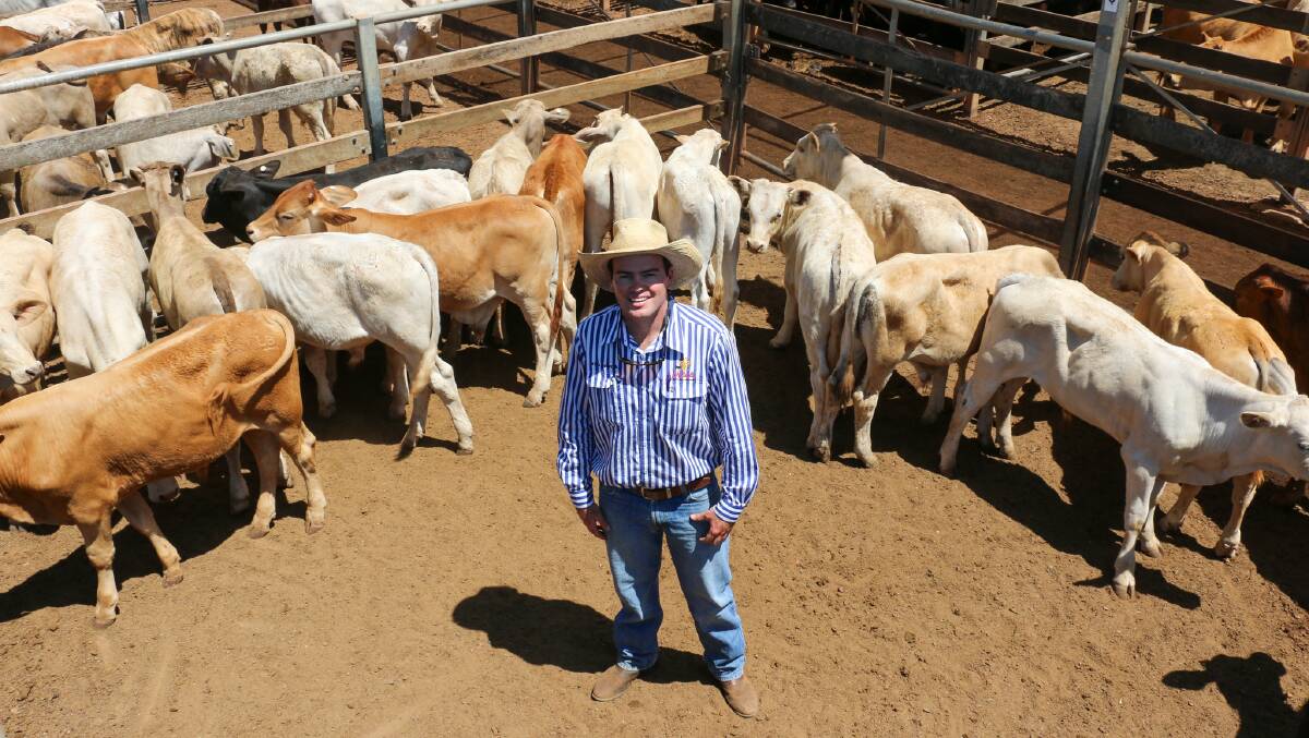 MAA agent Sam Scott with a pen of Les Baker's mickey bulls. The mickey bulls sold to 624c/kg, reaching a top of $1088/head.