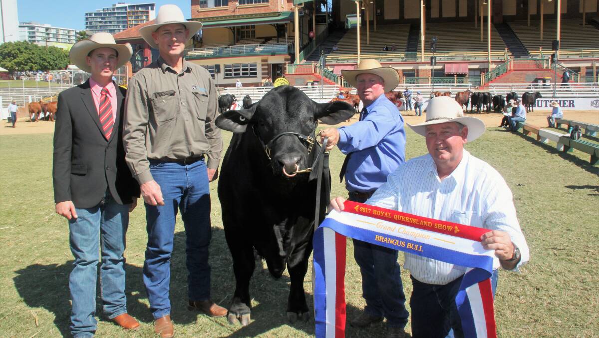 Grand Champion Brangus bull Diamond Valley Keen Edge, owned by Matthew Sirret, Diamond Valley Stud, Gatton (second from left) and led by Les Lee, Leegra Fitting Service, Johnstown, was presented with the champion ribbon on Thursday by Brady Jackson, Elders Roma (far left), and president of the Australian Brangus Cattle Association Ltd Mark Beckman (front).