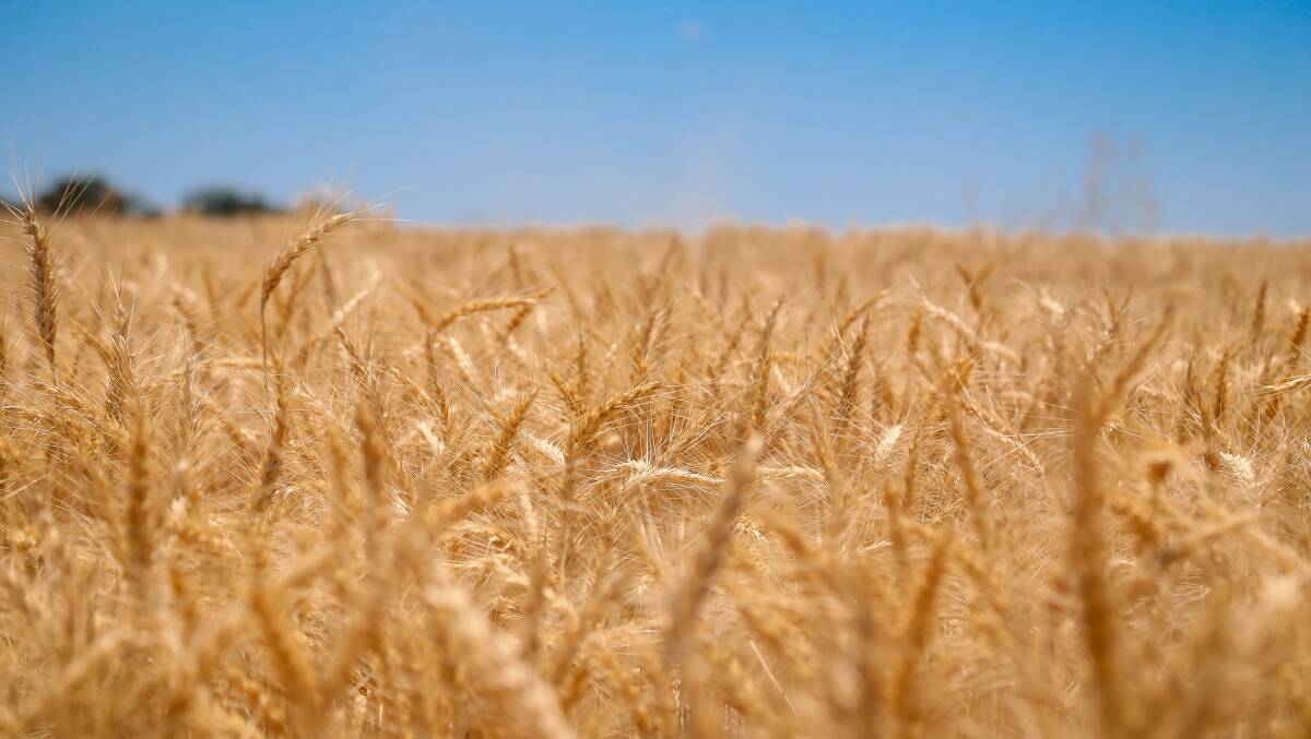 Grain prices ease as southern harvest starts