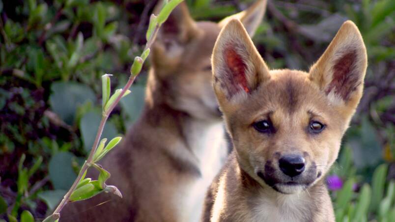 File photo of dingo pups.