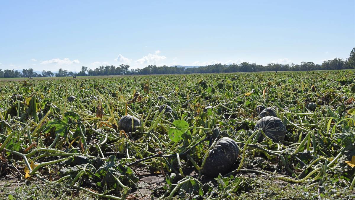 The Kennedy family at Biloela has reported significant damage to immature pumpkins, caused by large hail stones. 