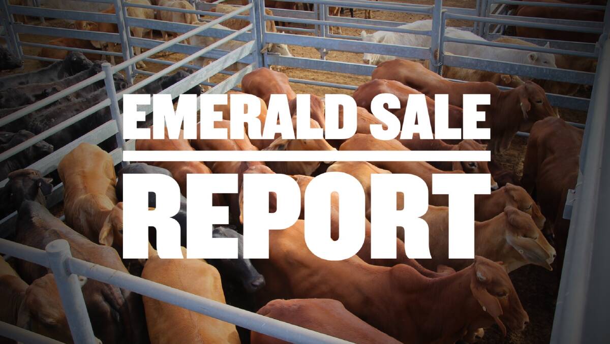 Charbray steers to 446c/kg at Emerald