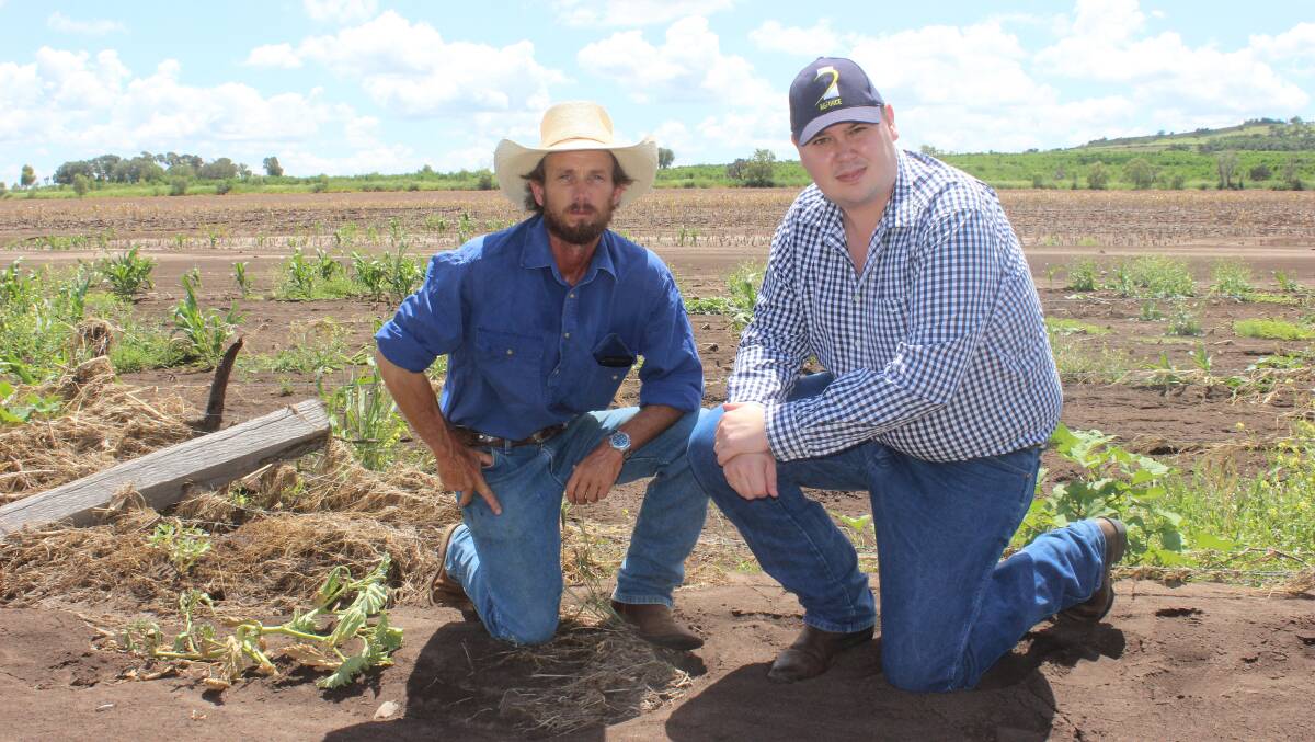Steve Munge, Bell, with AgForce south east regional manager Andrew Sinnamon, inspecting the crop and fencing damage at Bell.