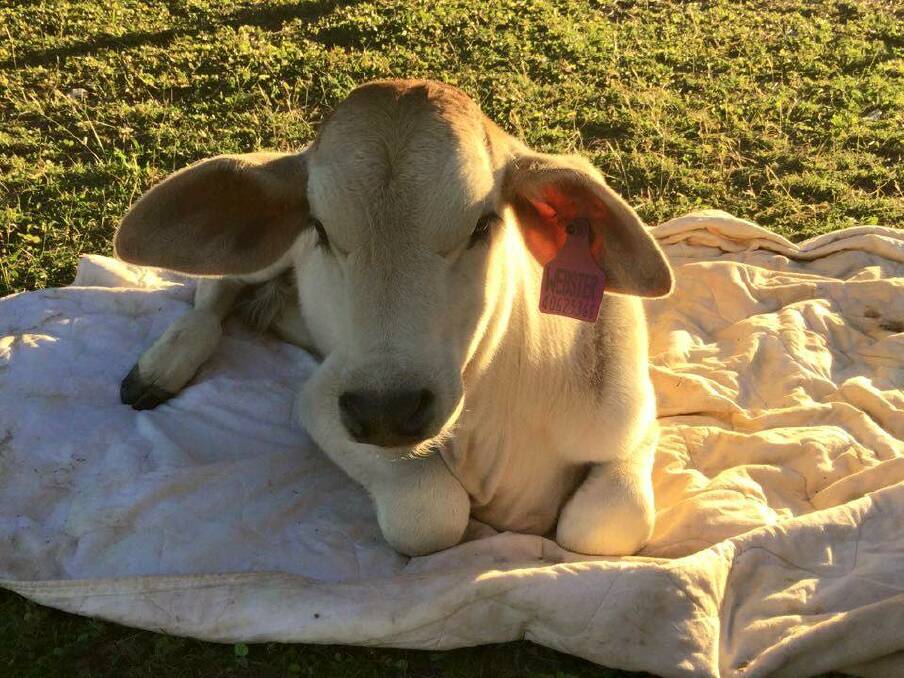 Beryl is often found sleeping on the bath mats thanks to her love of rugs. Photo: Beryl the Brahman/Facebook