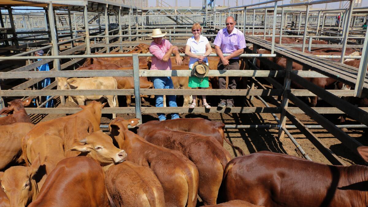 Elders agent Gary Cartwright and vendors Deirdre and Kym Williams with a line of DK and DEM Williams steers. The steers sold to 536c, reaching a top of $1250 to average $1096.