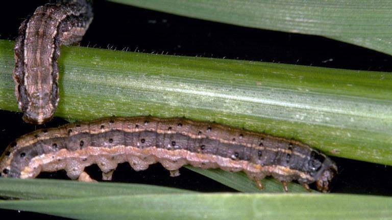 Two fall armyworm larvae on a corn stalk. Picture: Frank Peairs, Colorado State University, Bugwood.org