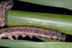From Bamaga to Bundaberg: Fall armyworm's march continues