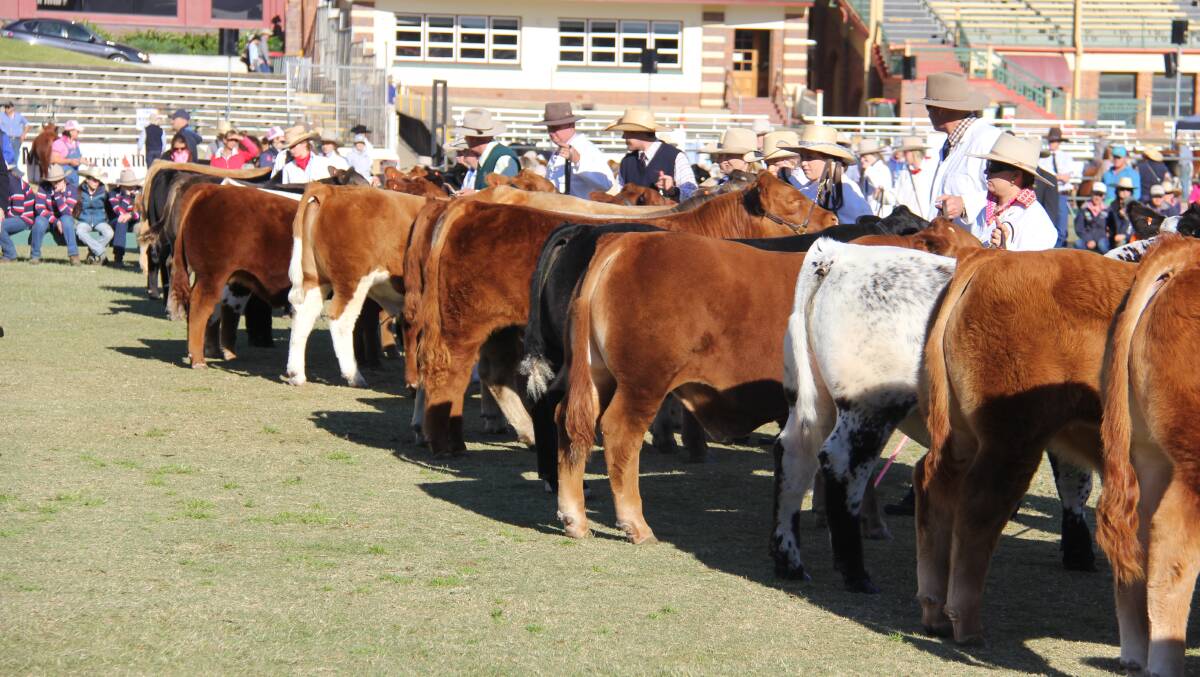Led steer judging has wrapped up and now it's time for stud cattle to shine at the Ekka.